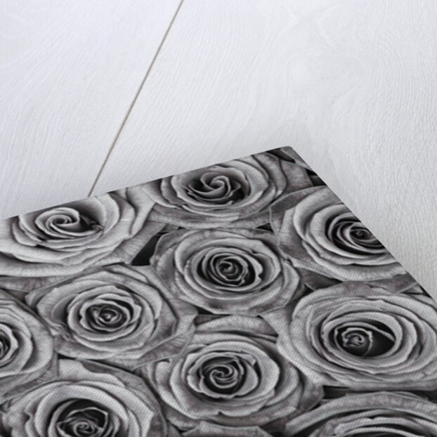 Background of roses by Assaf Frank